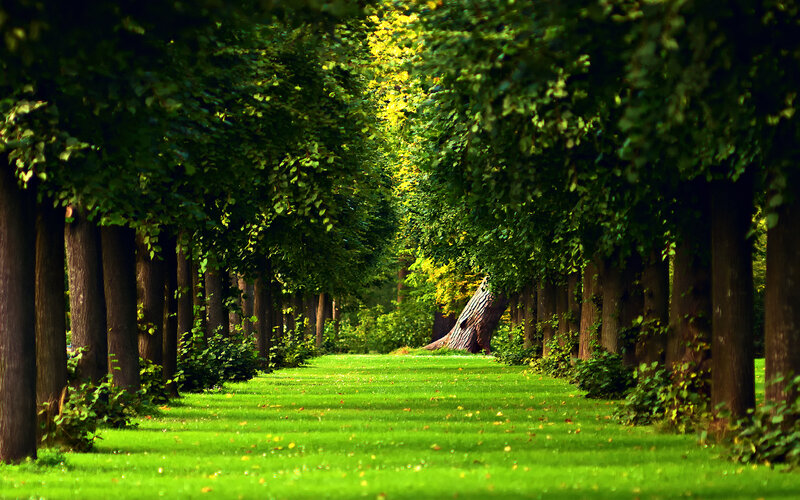 Tree-lined Path — Green, Serene, Afternoon, Photograph, Trees, Grass, Sunlight