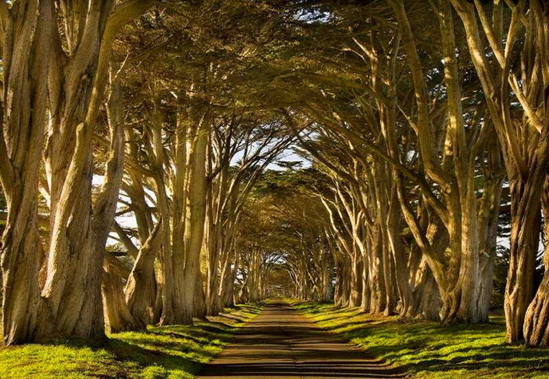 Tree-lined Path — Green, Serene, Afternoon, Photograph, Trees, Grass