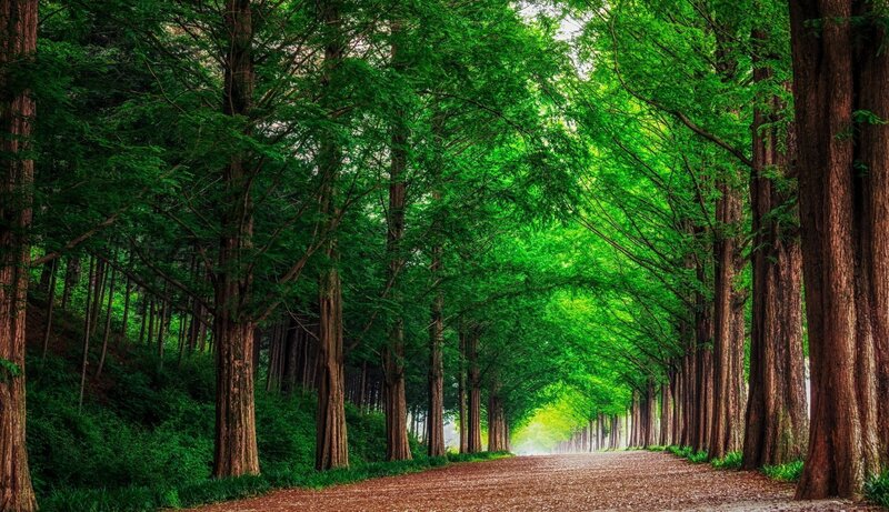 Tree-lined Path — Green, Serene, Afternoon, Photograph, Trees, Green Leaves