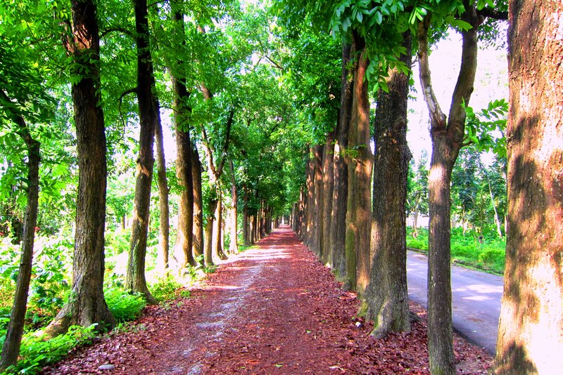 Tree-lined Path — Green, Serene, Afternoon, Photograph, Trees, Leaves