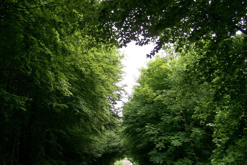 Tree-lined Path — Green, Serene, Afternoon, Photograph, Trees, Sky