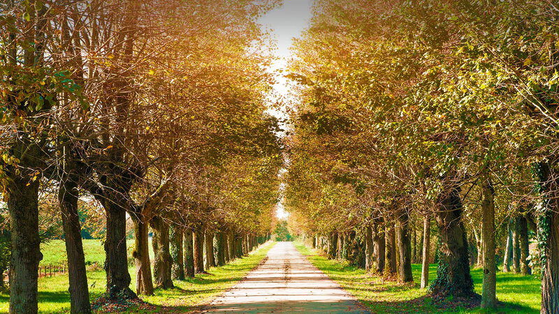 Tree-lined Path — Green, Serene, Afternoon, Photograph, Trees, Sunlight