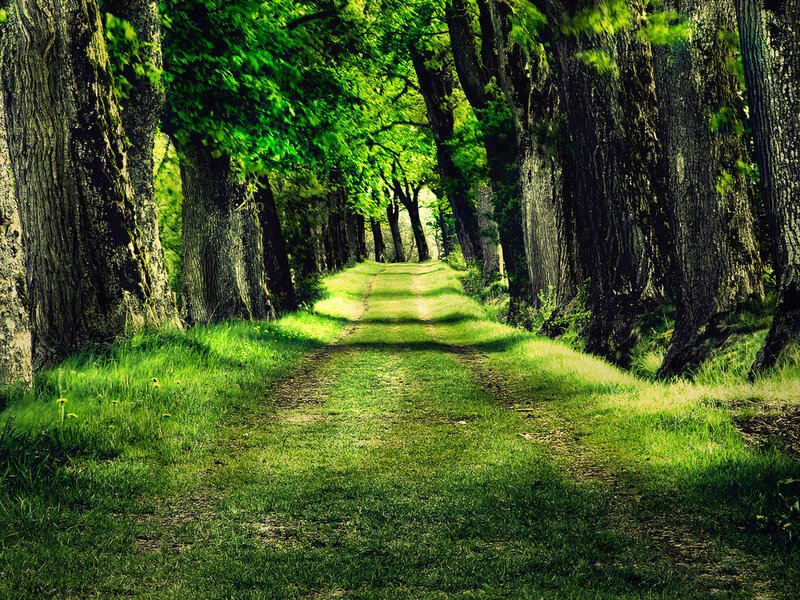 Tree-lined Path — Green, Serene, Afternoon, Photograph, Trees