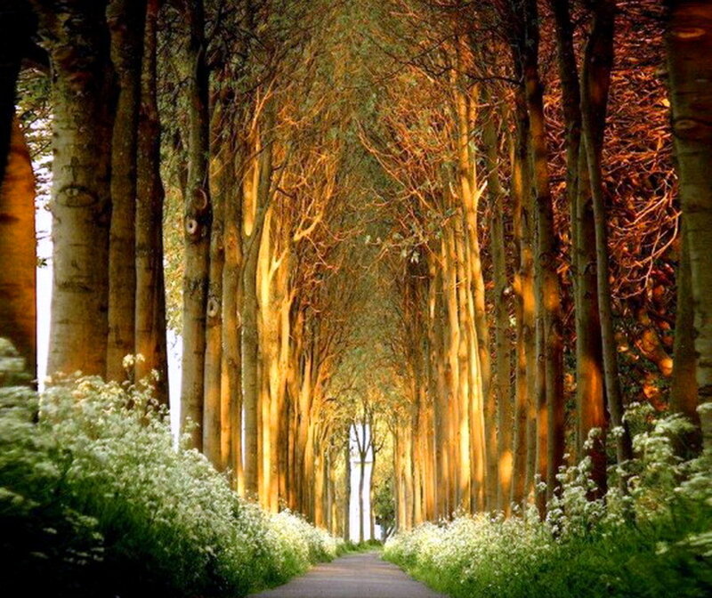 Tree-lined Path — Green, Serene, Afternoon