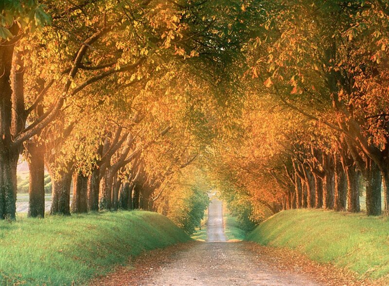 Tree-lined Path — Green, Serene, Autumn, Photograph