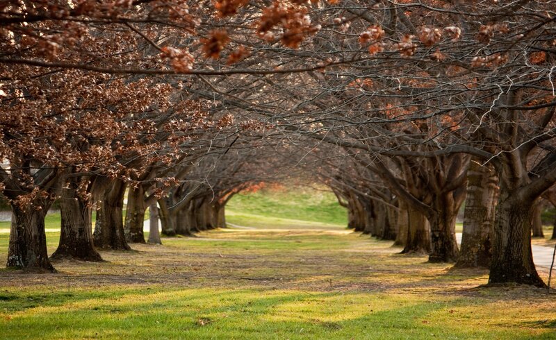 Tree-lined Path — Green, Serene, Autumn, Photograph, Trees, Grass, Brown, Yellow