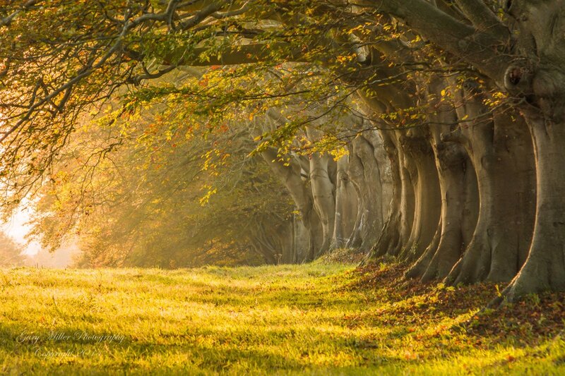 Tree-lined Path — Green, Serene, Autumn, Photograph, Trees, Grass, Sunlight