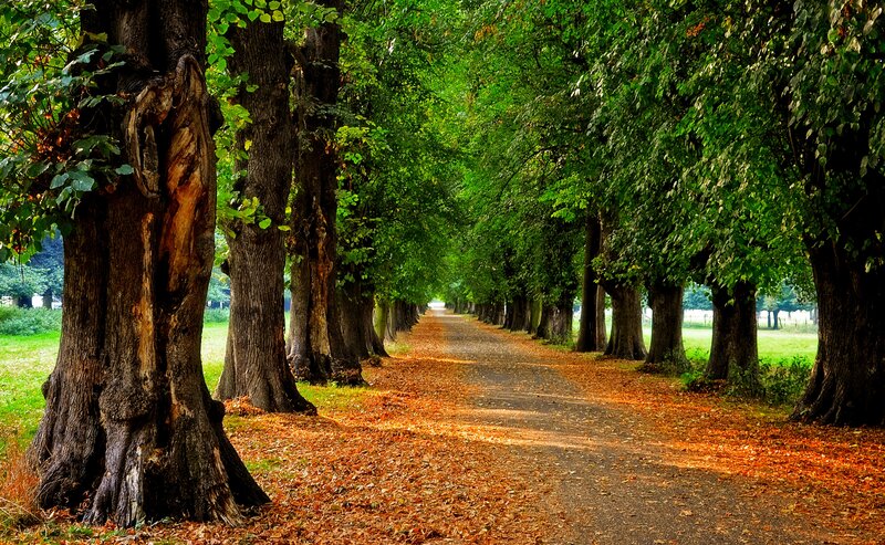 Tree-lined Path — Green, Serene, Autumn, Photograph, Trees, Leaves, Grass