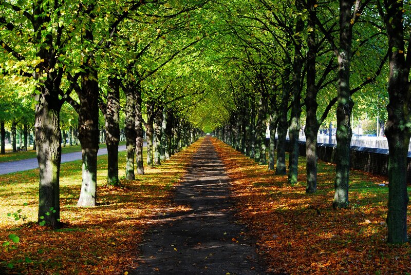 Tree-lined Path — Green, Serene, Autumn, Photograph, Trees, Leaves, Sunlight