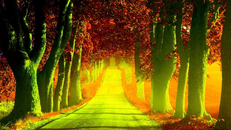 Tree-lined Path — Green, Serene, Autumn, Photograph, Trees, Leaves