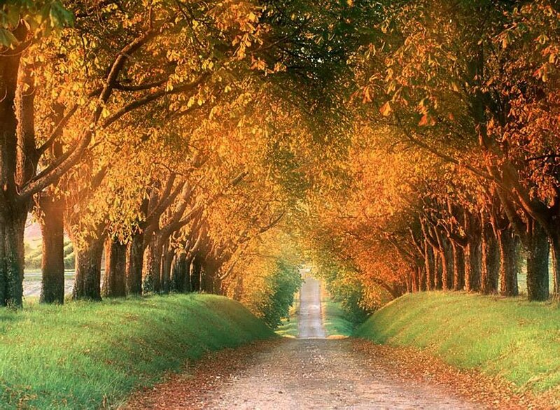 Tree-lined Path — Green, Serene, Autumn, Photograph, Trees