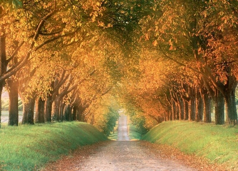 Tree-lined Path — Green, Serene, Autumn