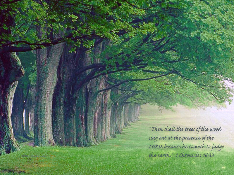 Tree-lined Path — Green, Serene, Morning, Photograph