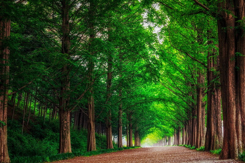 Tree-lined Path — Green, Serene, Morning, Photograph, Trees, Forest