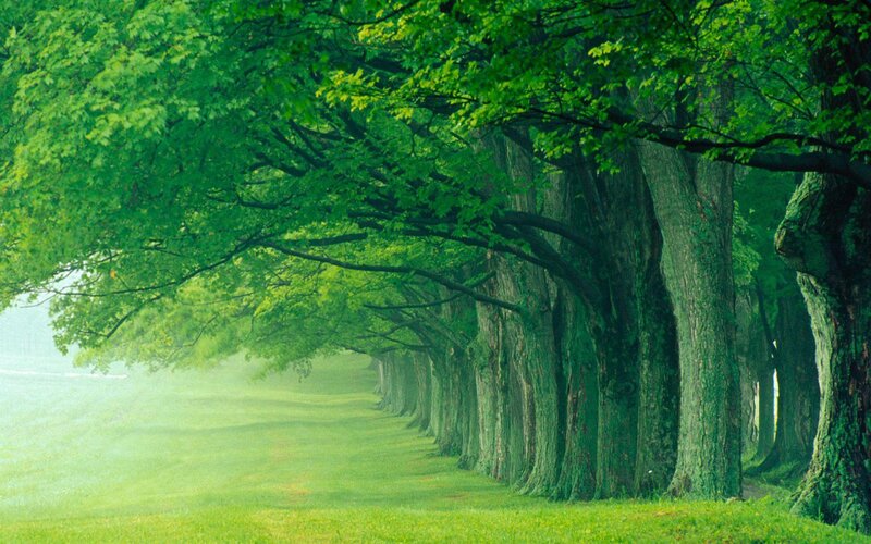 Tree-lined Path — Green, Serene, Morning, Photograph, Trees, Grass, Fog