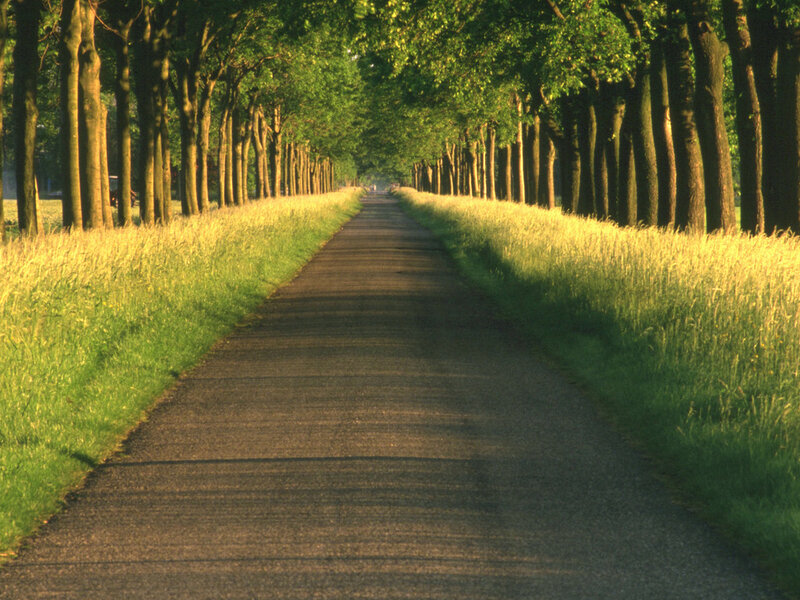 Tree-lined Path — Green, Serene, Morning, Photograph, Trees, Grass