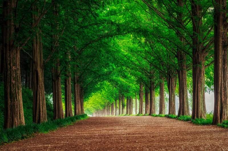 Tree-lined Path — Green, Serene, Morning, Photograph, Trees, Greenery