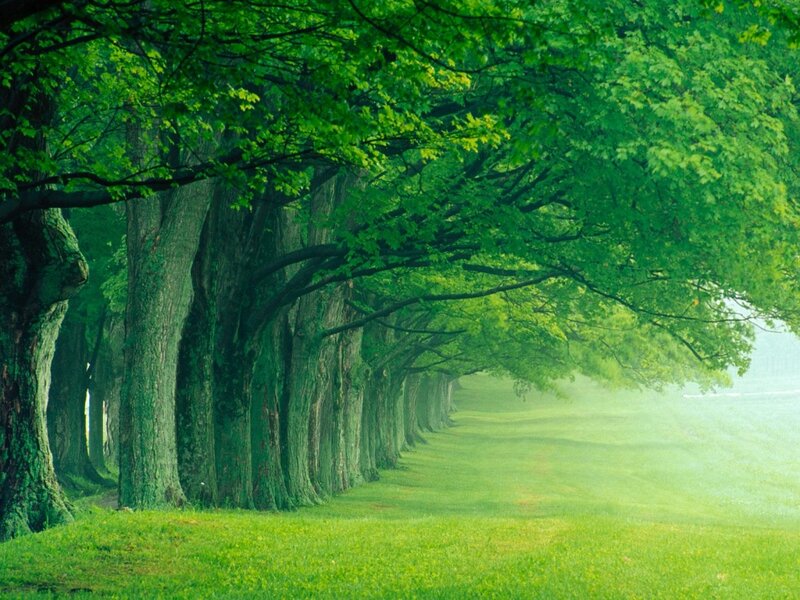 Tree-lined Path — Green, Serene, Morning, Photograph, Trees