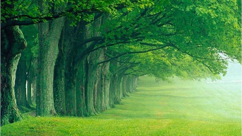 Tree-lined Path — Green, Serene, Morning