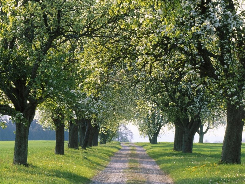 Tree-lined Path — Green, Serene, Spring, Photograph