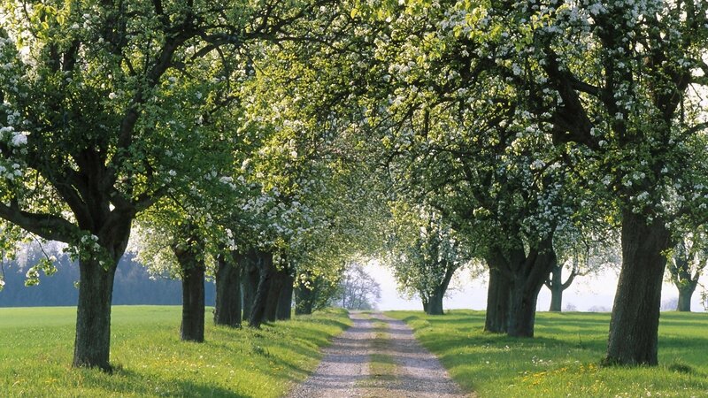 Tree-lined Path — Green, Serene, Spring, Photograph, Trees, Grass