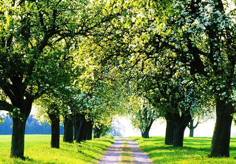 Tree-lined Path — Green, Serene, Spring, Photograph, Trees, Grass, White