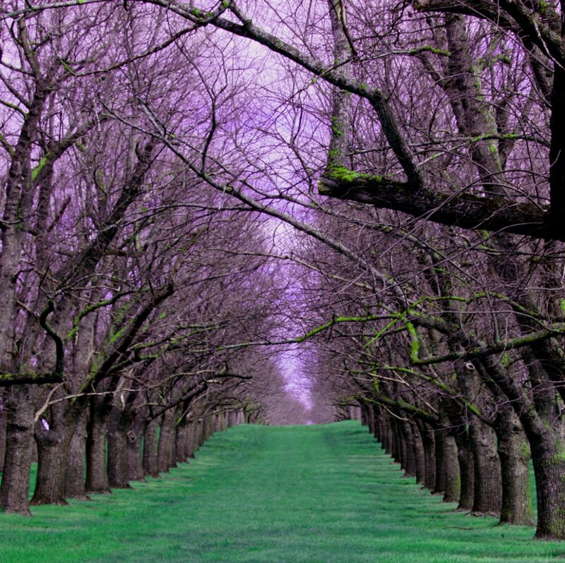 Tree-lined Path — Green, Serene, Spring, Photograph, Trees