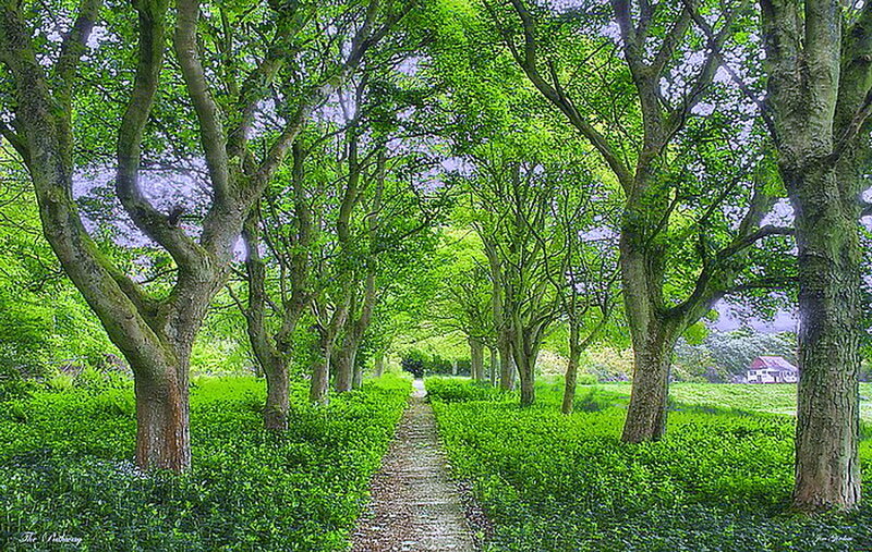 Tree-lined Path — Green, Serene, Spring