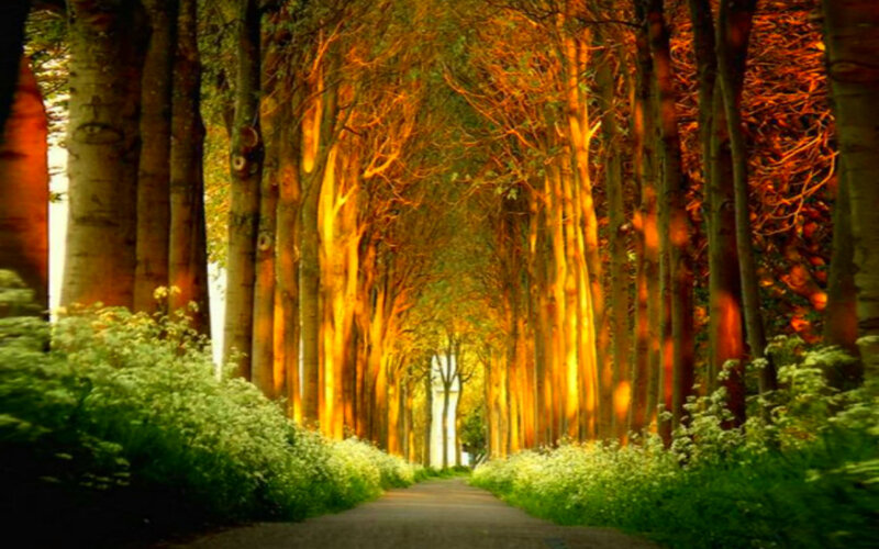Tree-lined Path — Green, Serene, Sunset, Photograph, Trees, Flowers