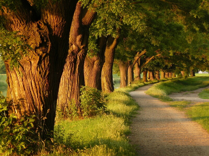 Tree-lined Path — Green, Serene, Sunset, Photograph, Trees, Grass, River