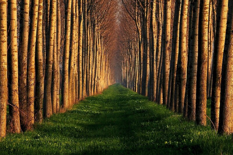 Tree-lined Path — Green, Serene, Sunset, Photograph, Trees, Grass