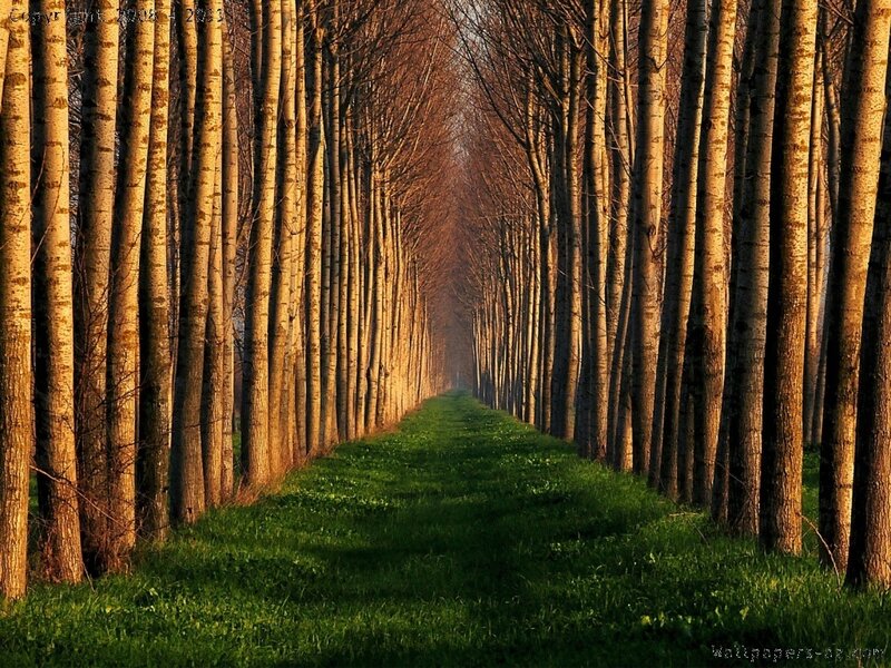 Tree-lined Path — Green, Serene, Sunset, Photograph, Trees