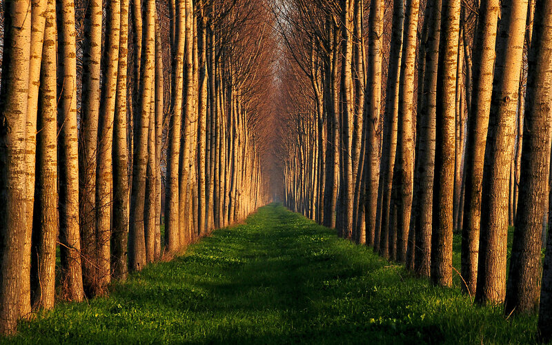 Tree-lined Path — Green, Serene, Sunset