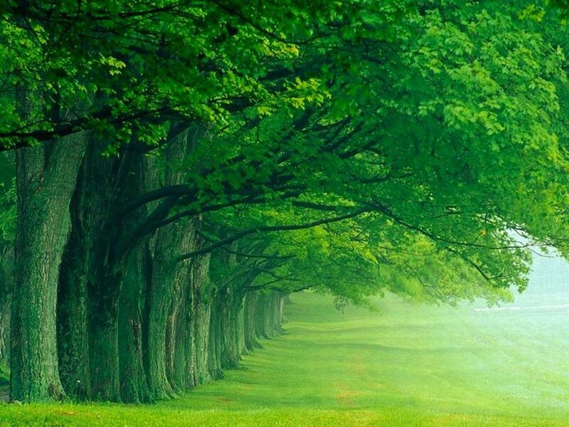 Tree-lined Path — Green