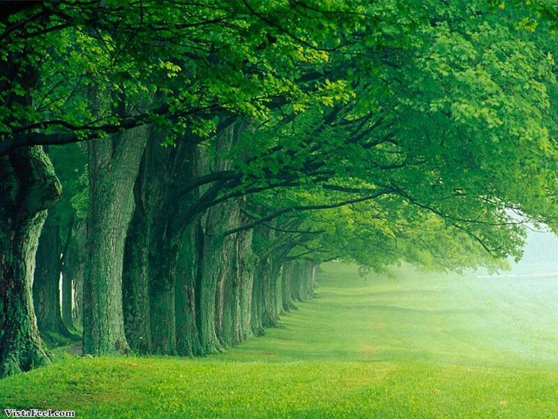 Tree-lined Path — Green, Trees