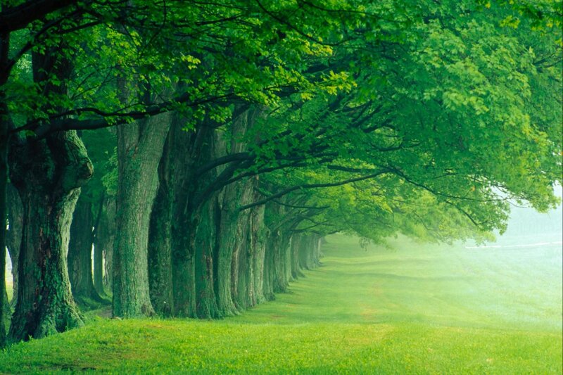 Tree-lined Path — Green, White