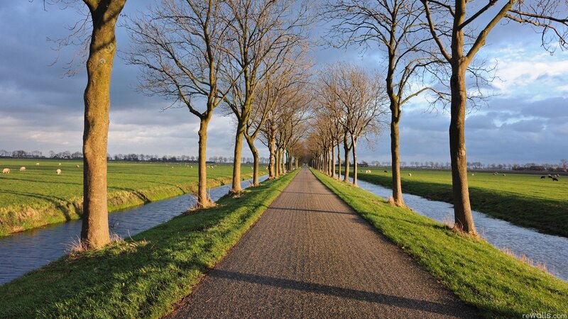 Tree-lined path in a Dutch landscape
