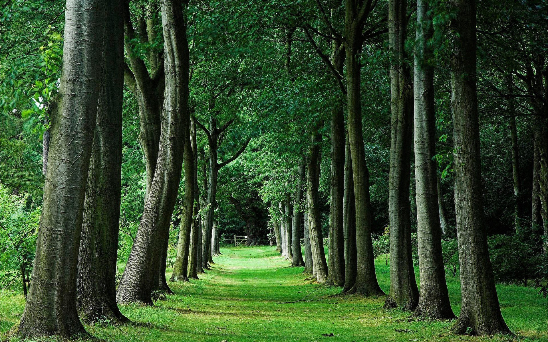 Tree-lined path in a forest