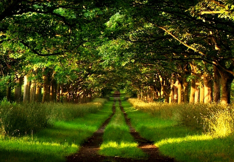tree-lined path in a forest