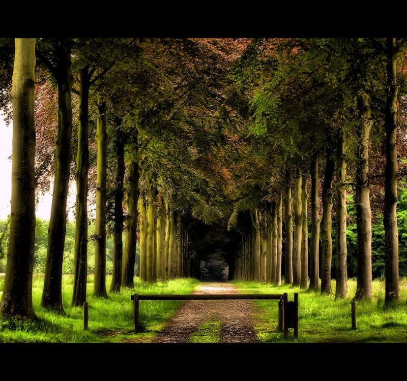 Tree-lined path in a forest