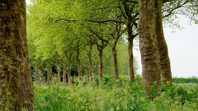 Tree-lined path in a park