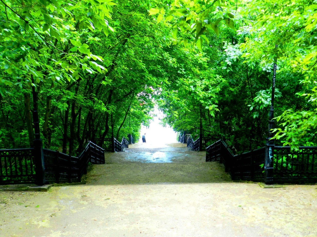 tree-lined path in a park