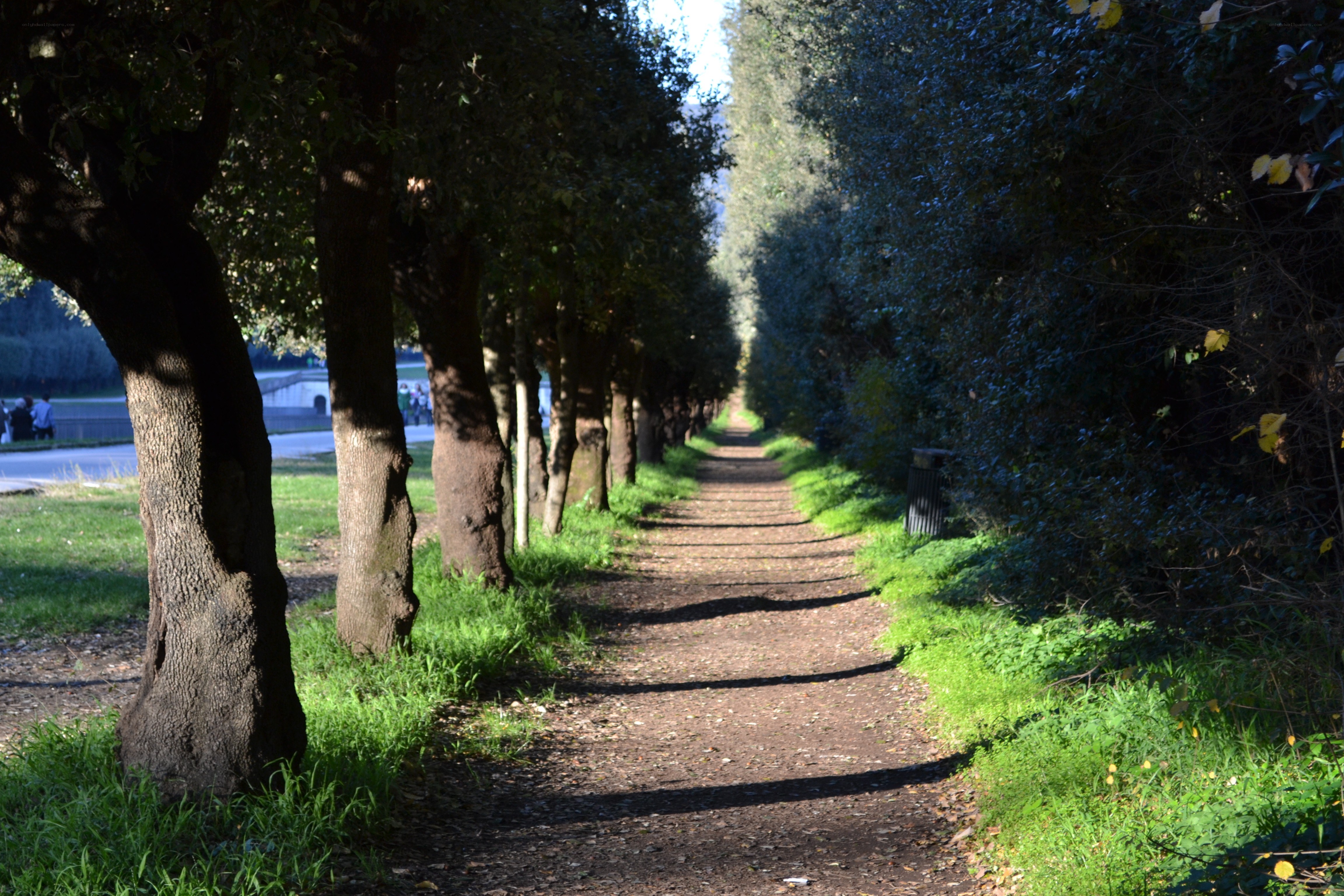 Tree-lined path in a park
