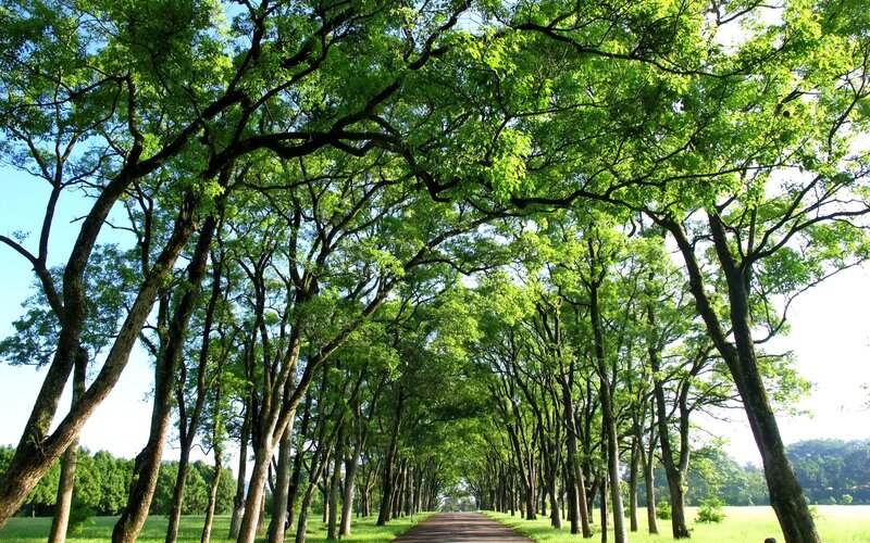 Tree-lined path in a park