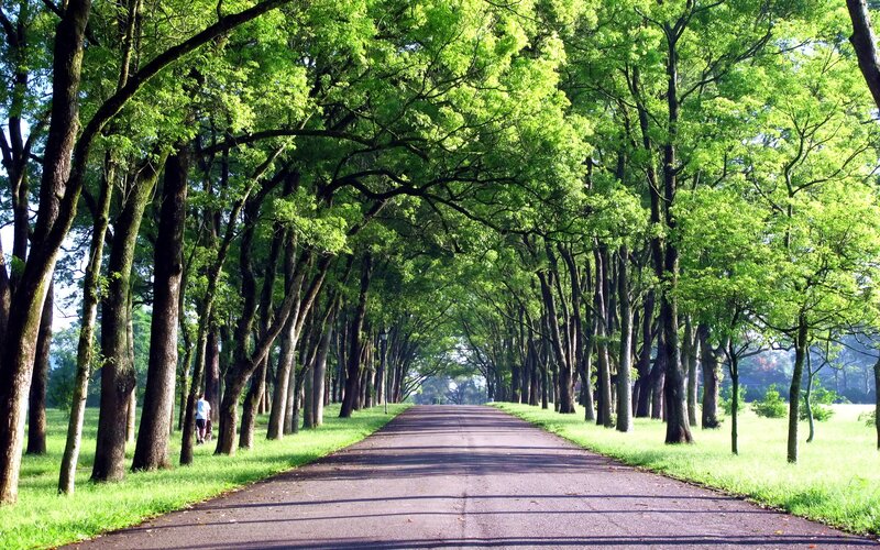 Tree-lined path in a park