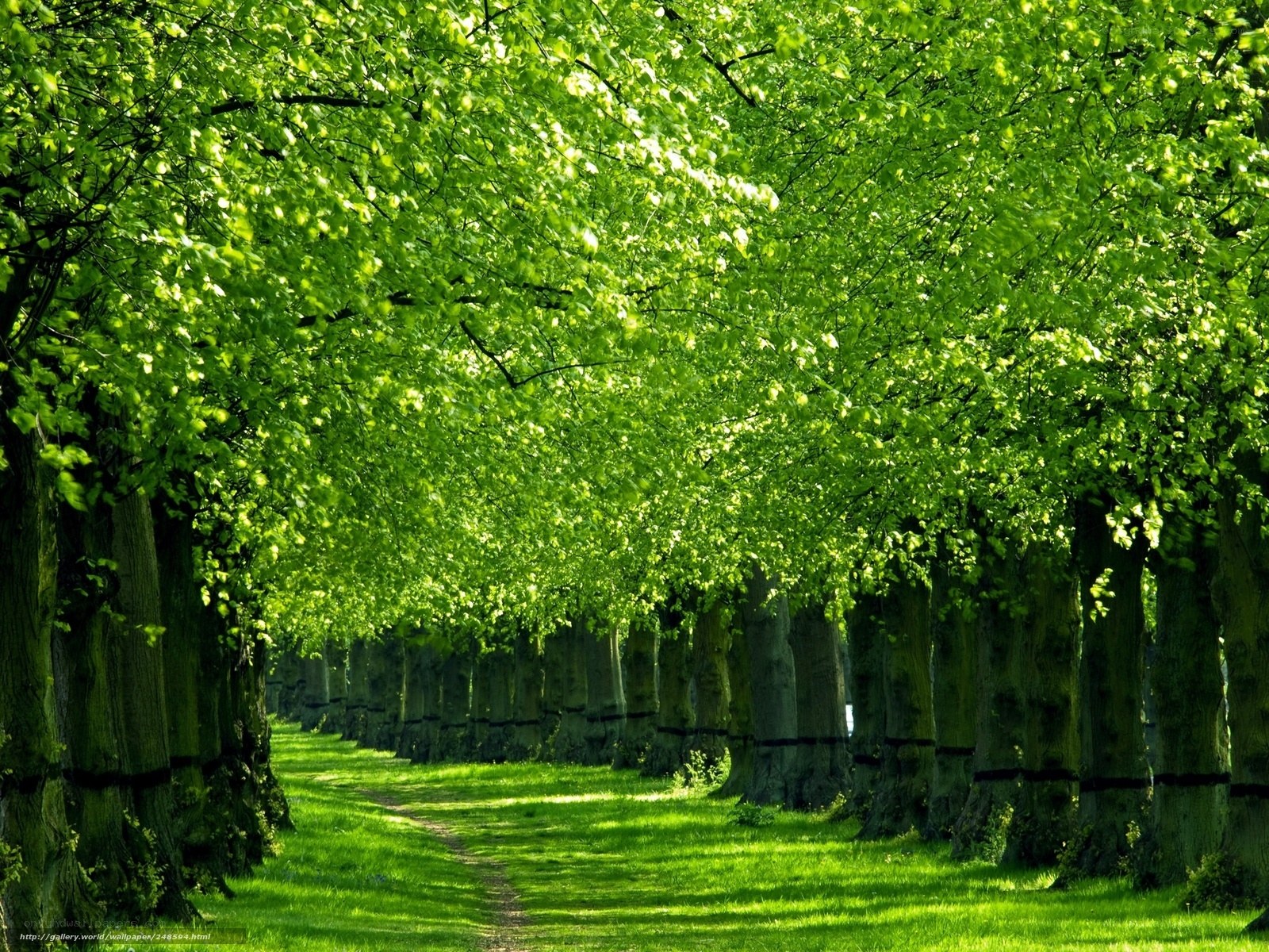 Tree-lined path in a park