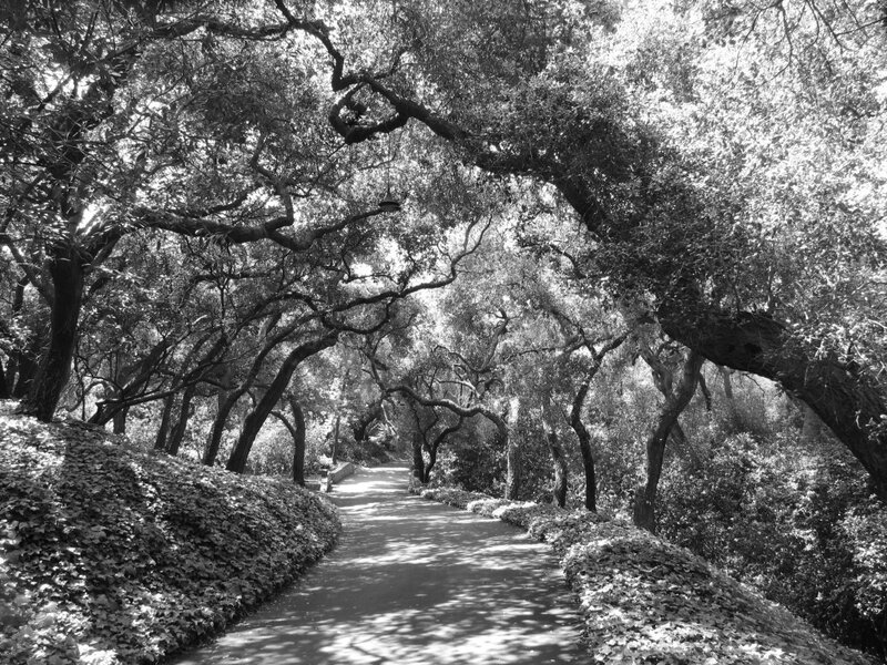 tree-lined path in a park