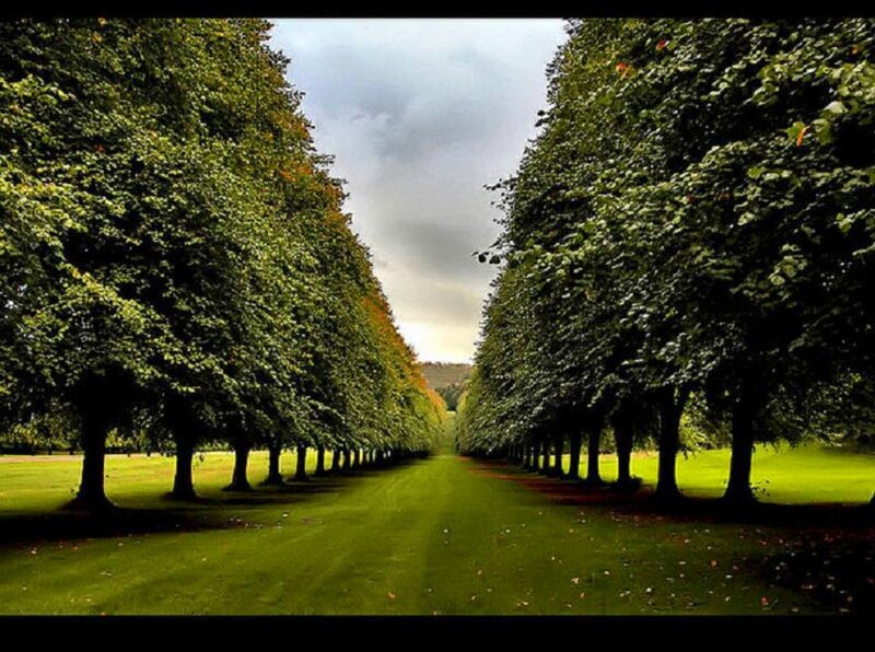 Tree-lined path in a park