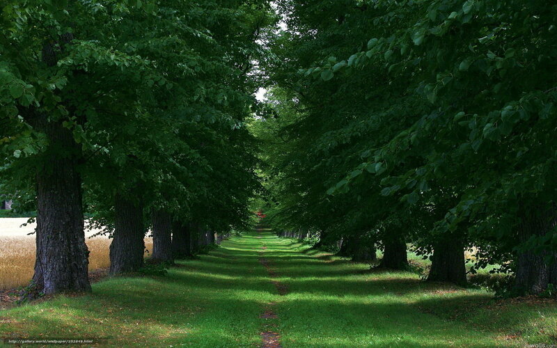Tree-lined path in a park