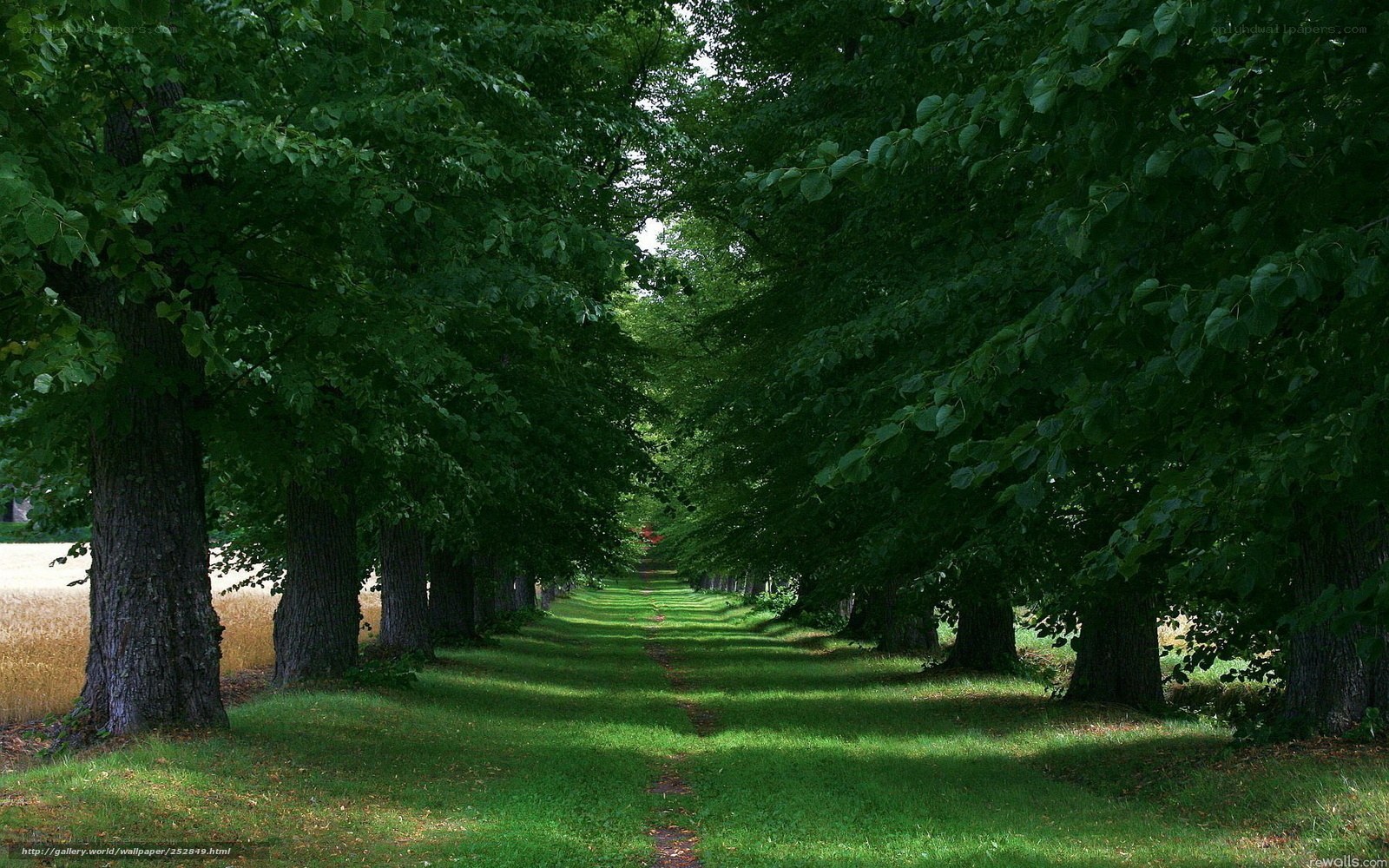 Tree-lined path in a park